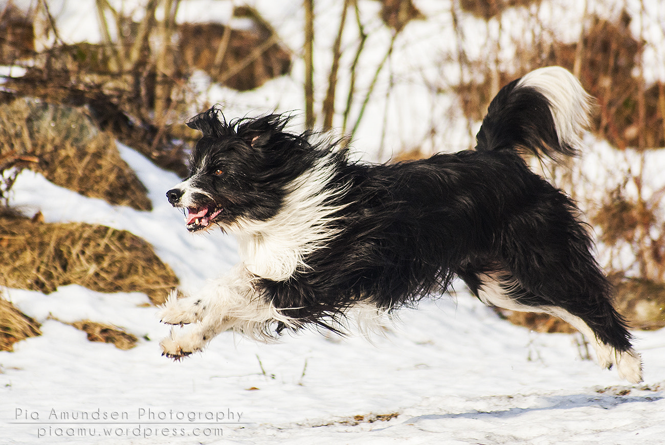Sony Alpha DSLR-A300 sample photo. Full speed photography