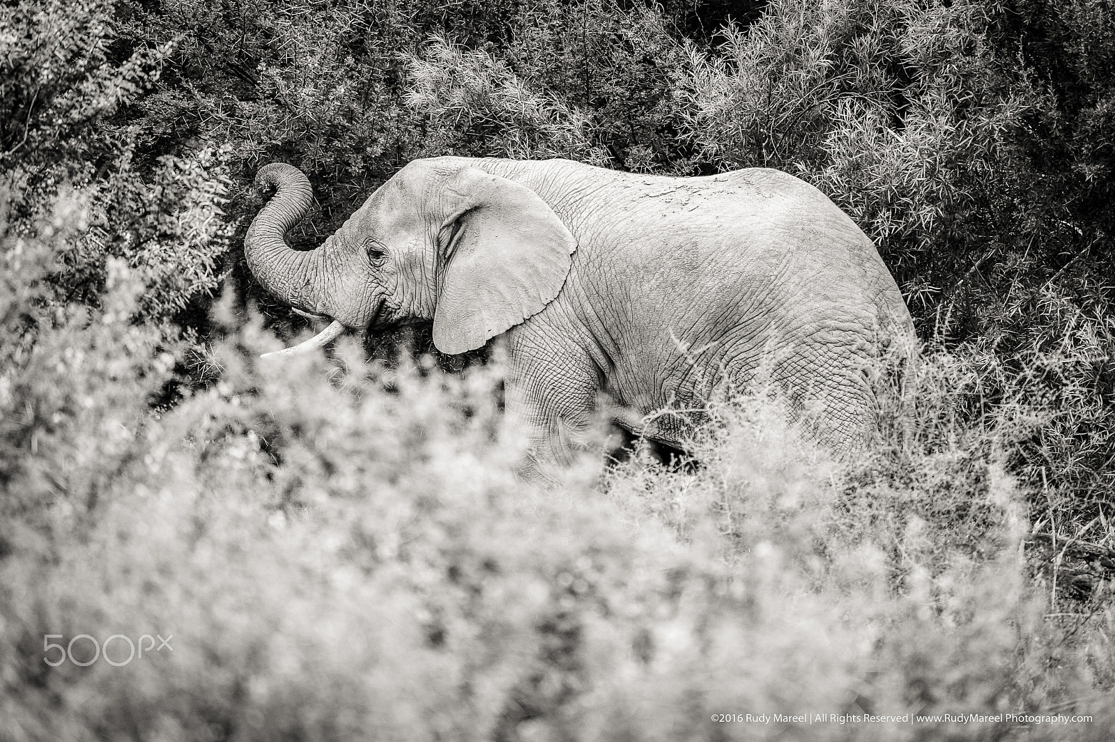 Nikon D3 + Nikon AF-S Nikkor 300mm F2.8G ED VR II sample photo. African elephant photography