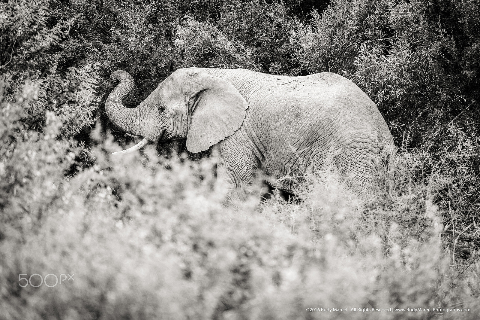 Nikon AF-S Nikkor 300mm F2.8G ED VR II sample photo. African elephant photography