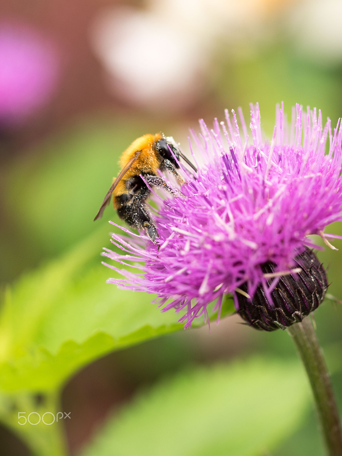 Olympus OM-D E-M1 + OLYMPUS 50mm Lens sample photo. Bee photography