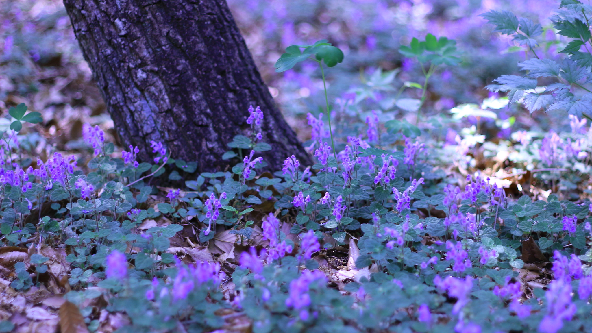 Canon EOS 100D (EOS Rebel SL1 / EOS Kiss X7) + Canon EF 50mm F1.8 II sample photo. () photography