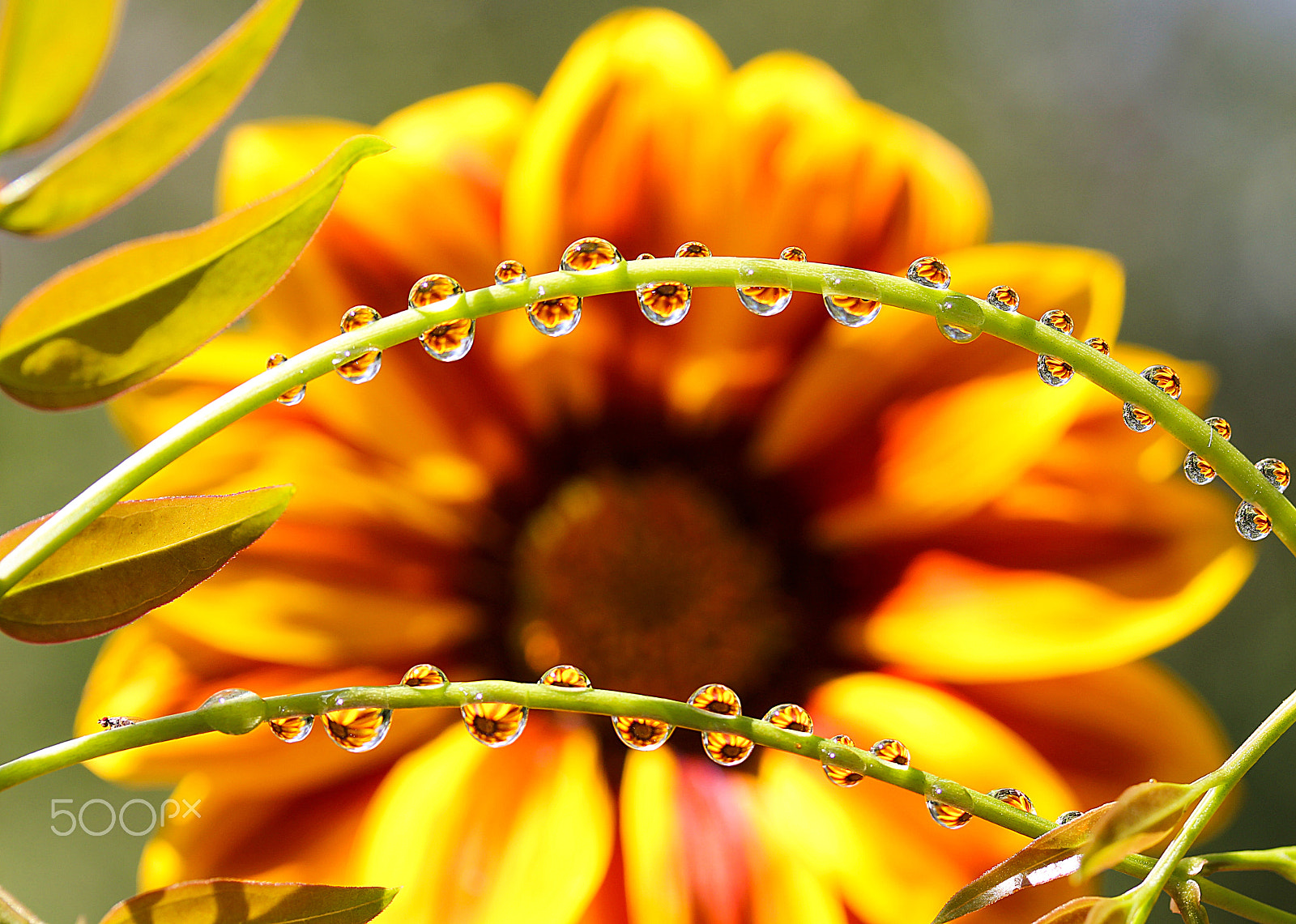 Canon EF-S 60mm F2.8 Macro USM sample photo. Magic bow photography