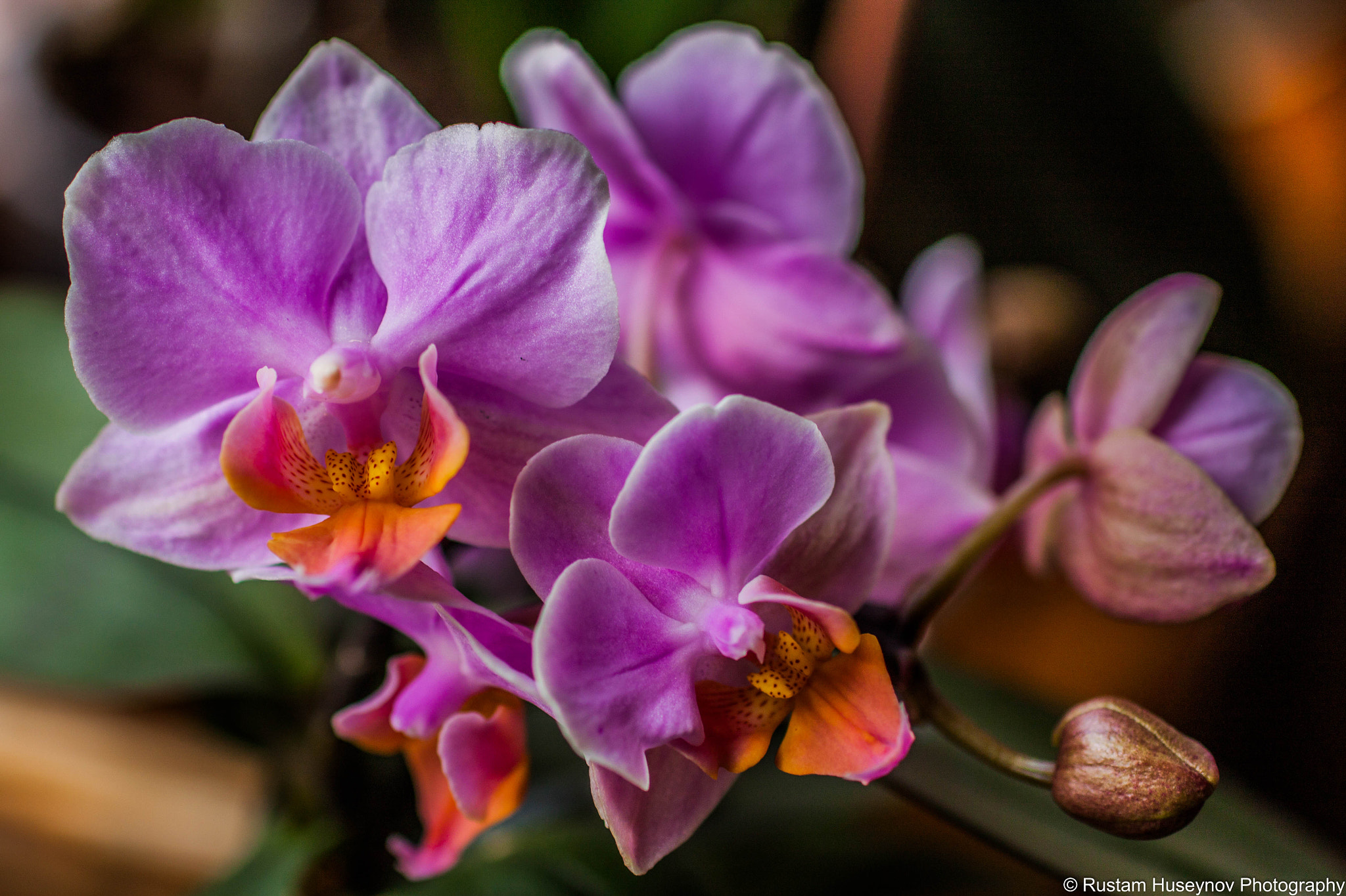 Sigma 50mm F1.4 EX DG HSM sample photo. Pink flowers photography