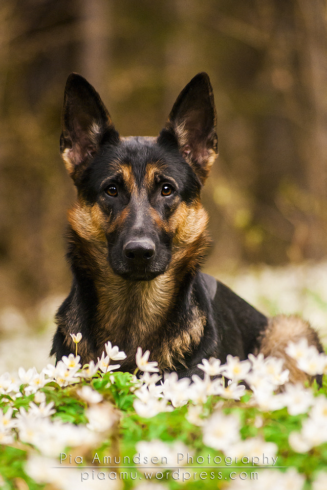 Sony Alpha DSLR-A300 sample photo. Kiska & the anemones photography