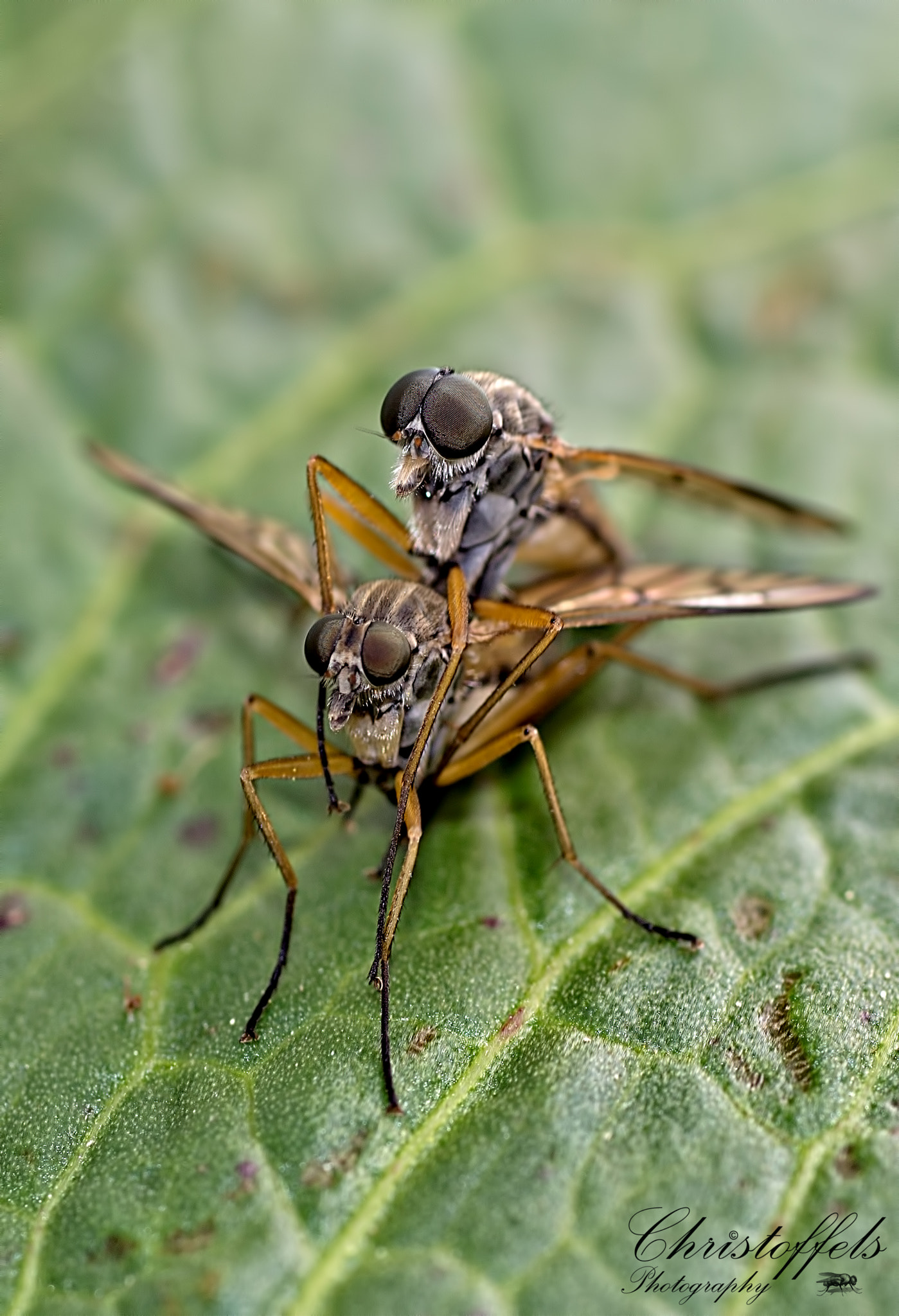 Canon EOS 60D + Sigma 70mm F2.8 EX DG Macro sample photo. A pair downlooker snipe flies photography