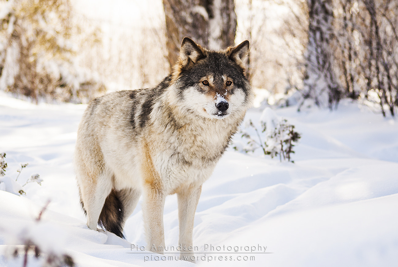 Sony Alpha DSLR-A300 + Sigma 70-300mm F4-5.6 DL Macro sample photo. Inside the woods photography