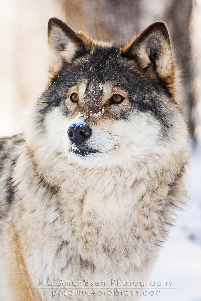 Sony Alpha DSLR-A300 sample photo. Wolf portrait photography