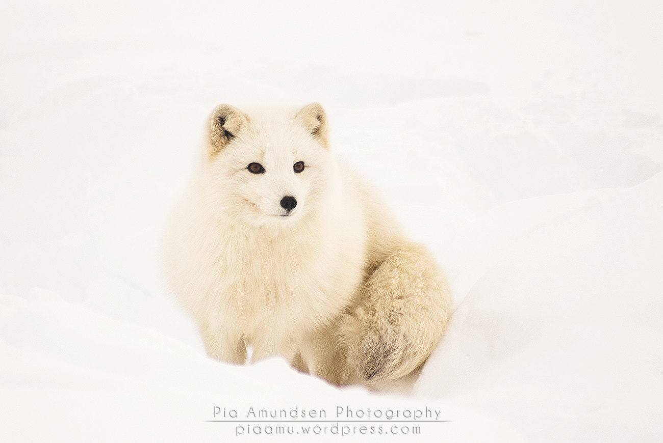 Sony Alpha DSLR-A300 sample photo. Artic fox photography