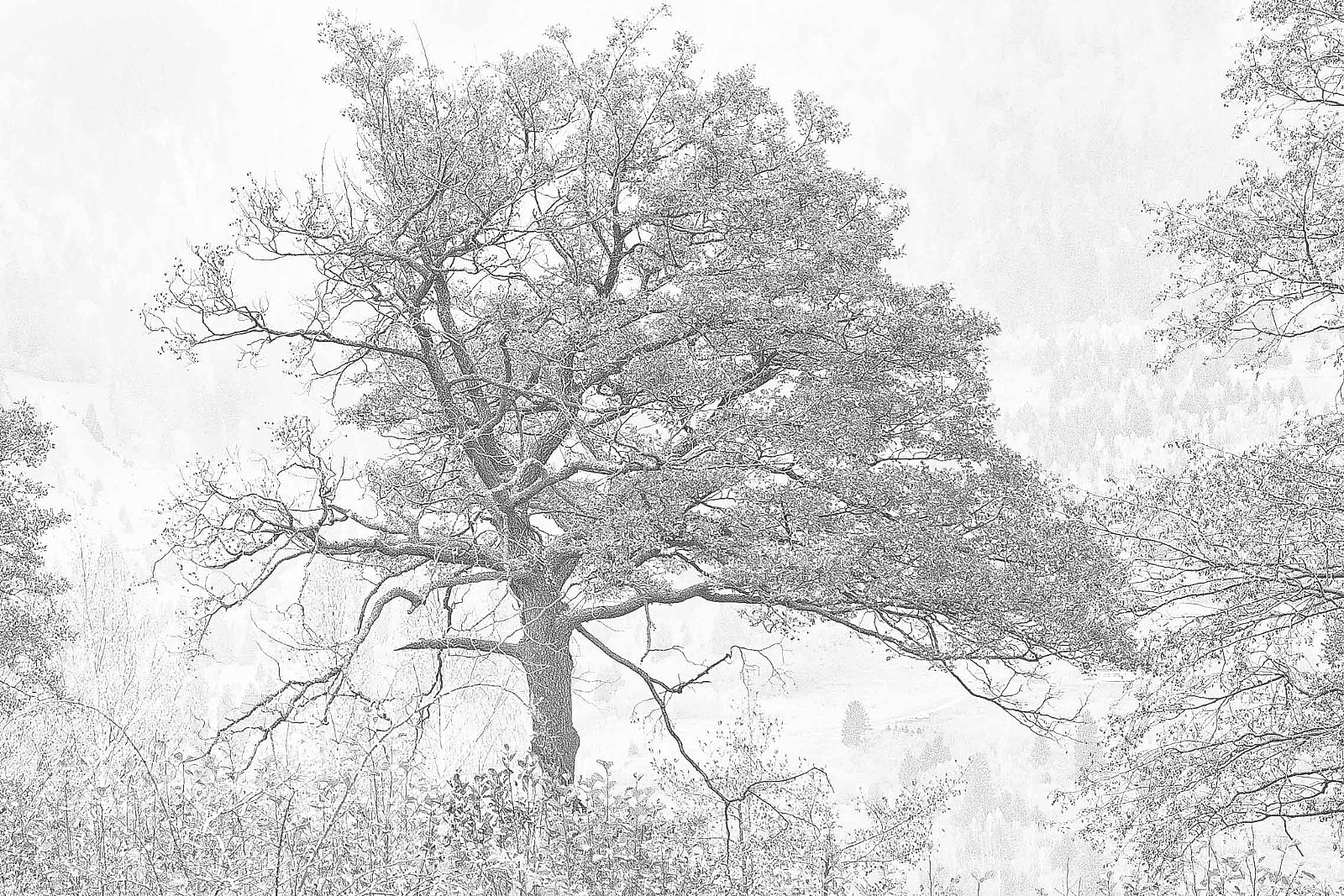 Nikon D80 sample photo. We are branches photography