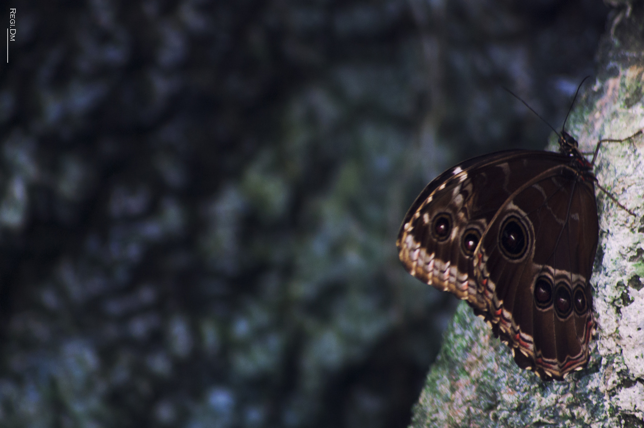 Nikon D40 + Sigma 70-300mm F4-5.6 APO DG Macro sample photo. A butterfly photography
