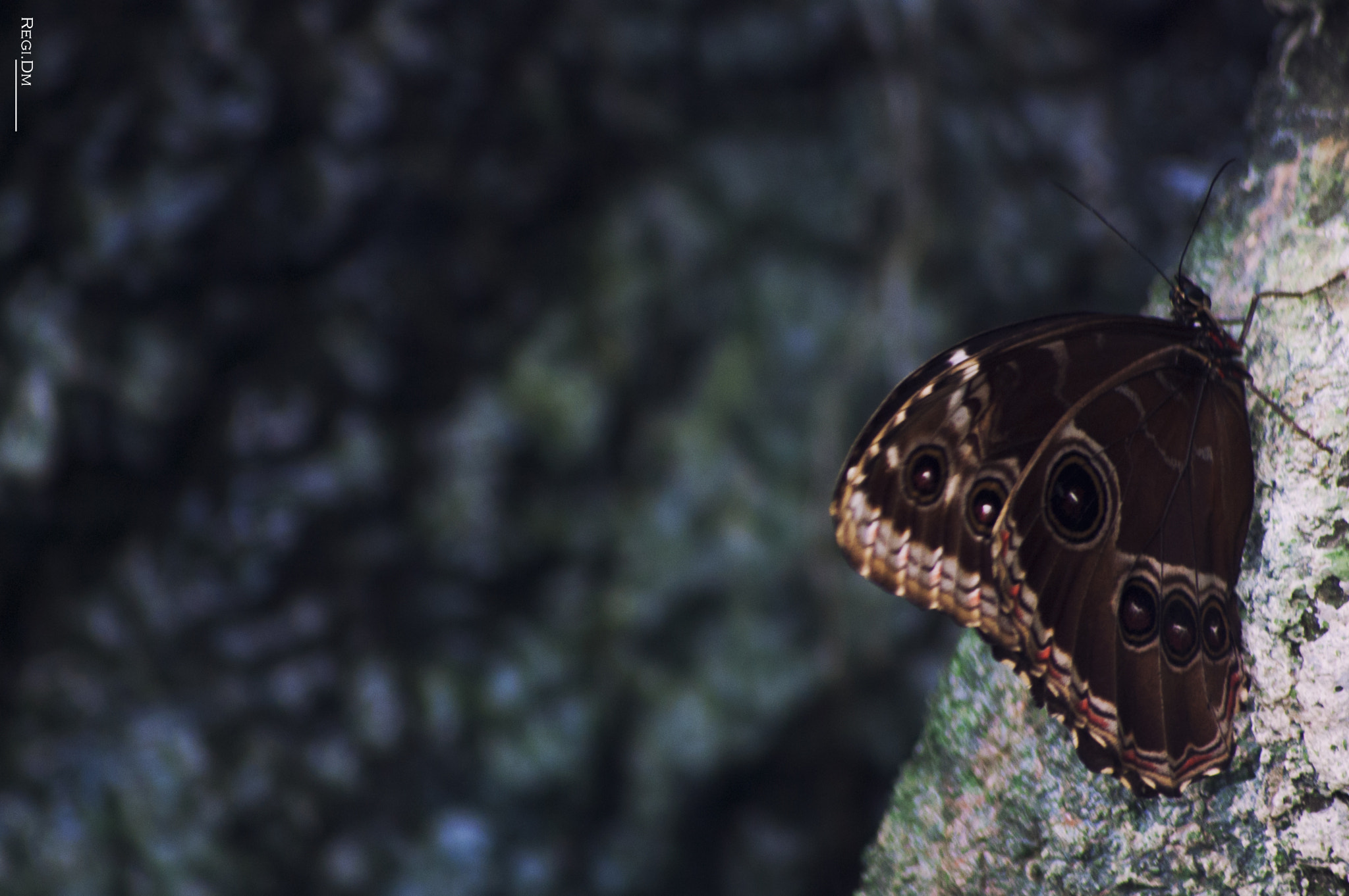 Sigma 70-300mm F4-5.6 APO DG Macro sample photo. A butterfly photography