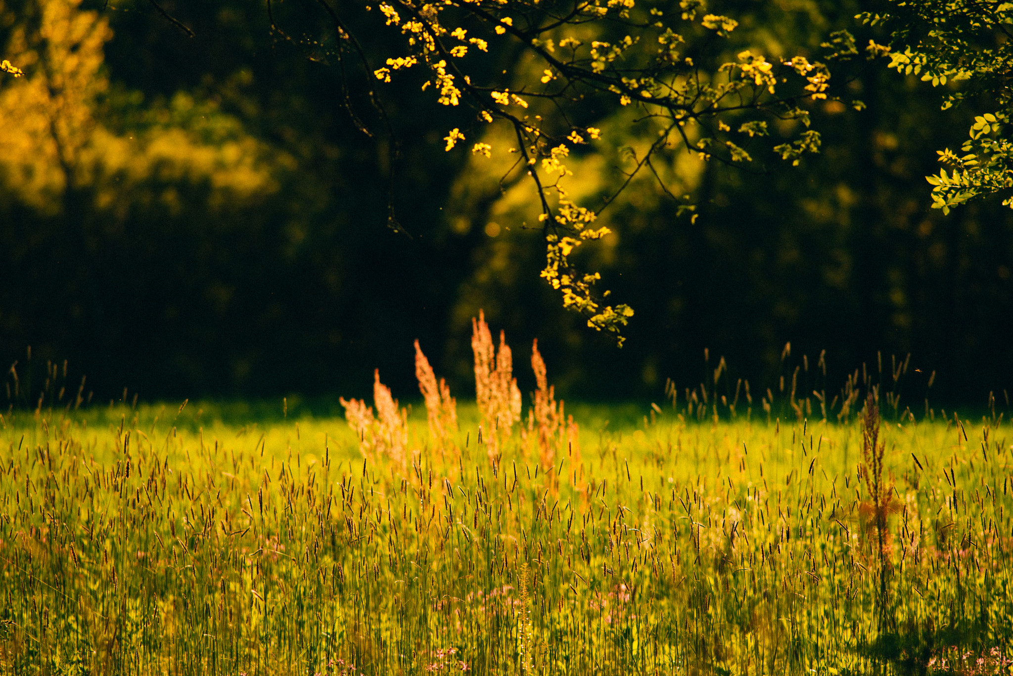 Nikon D800 + AF Nikkor 300mm f/4 IF-ED sample photo. Sunny meadow photography