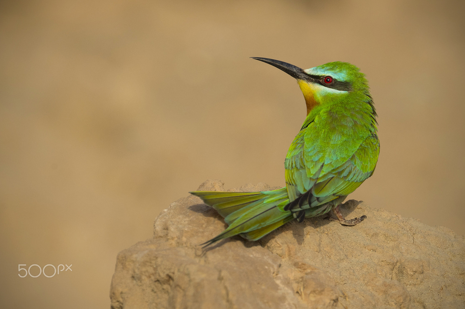 Nikon D5 + Nikon AF-S Nikkor 600mm F4G ED VR sample photo. Watchful!!! blue cheeked bee eater!!! photography