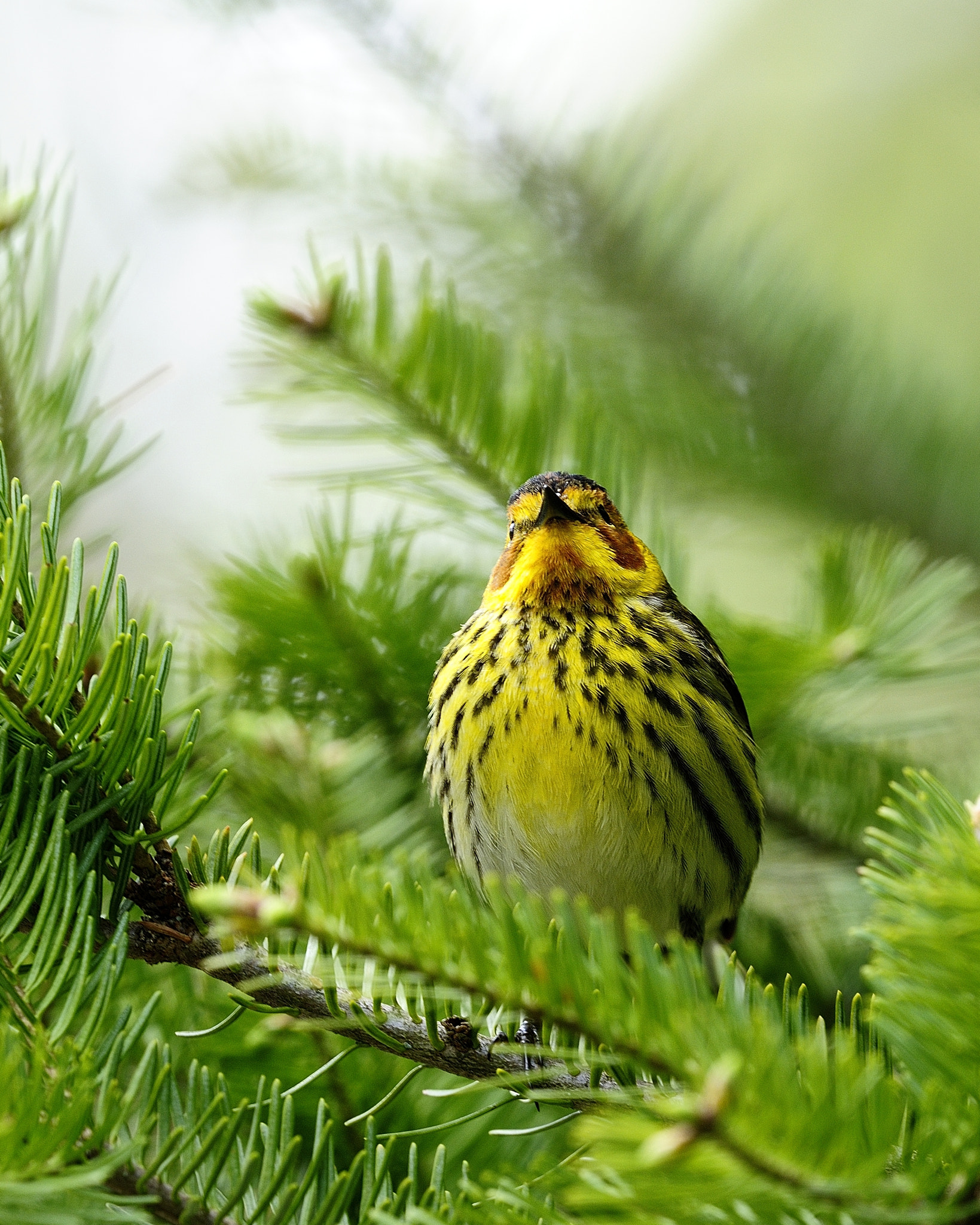 Nikon D300S + Nikon AF-S Nikkor 500mm F4G ED VR sample photo. Paruline tigrée setophaga tigrina satophaga cape may warbler photography