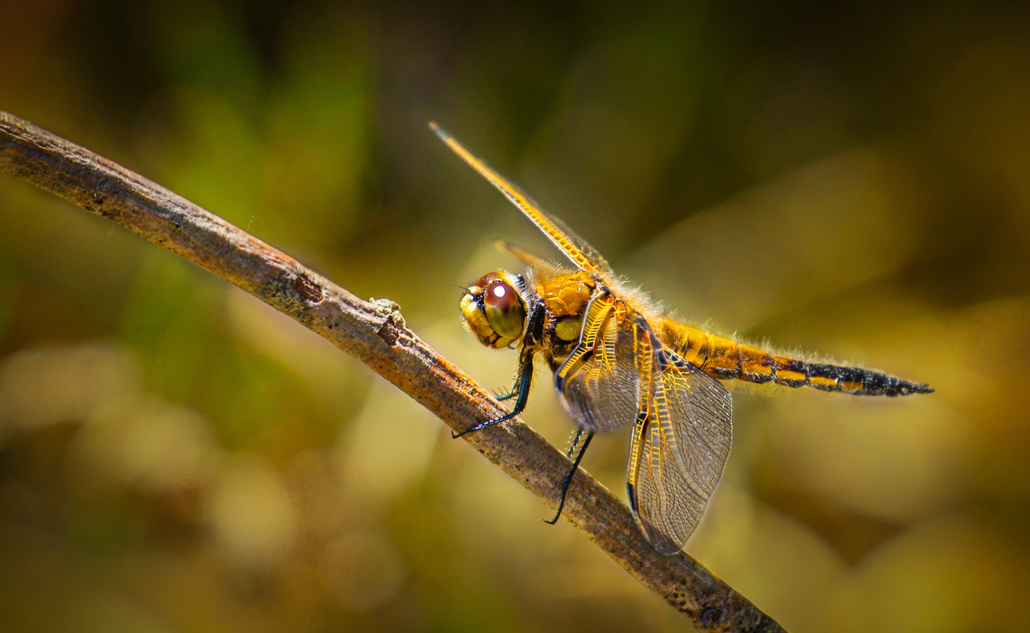 Canon EF 70-300mm F4-5.6L IS USM sample photo. Dragonfly  photography