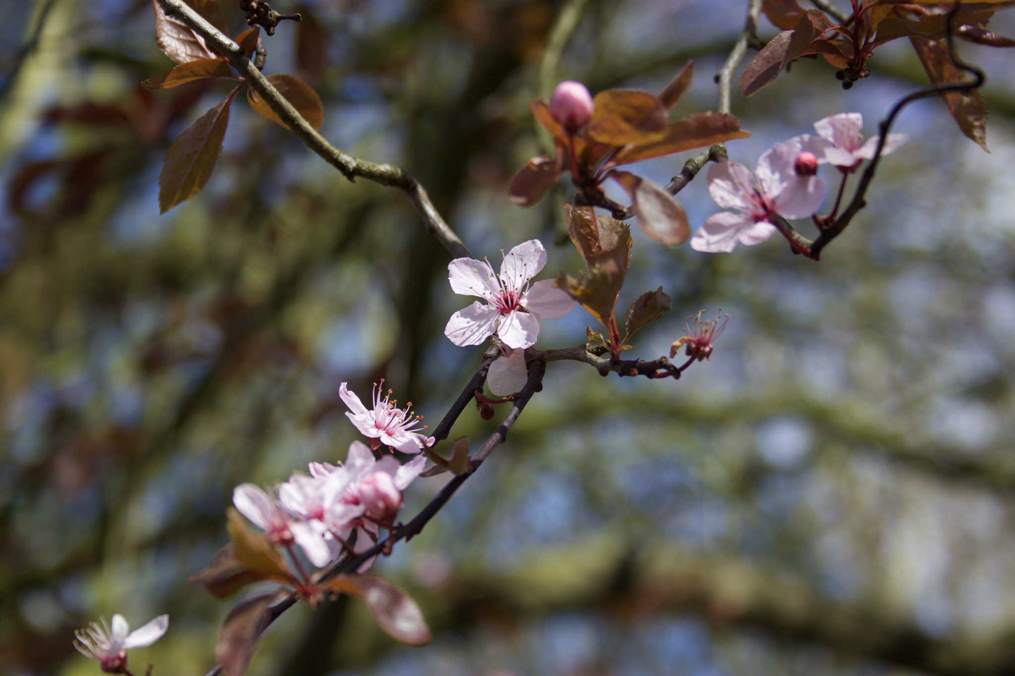 Canon EF-S 18-55mm F3.5-5.6 sample photo. Blossom photography