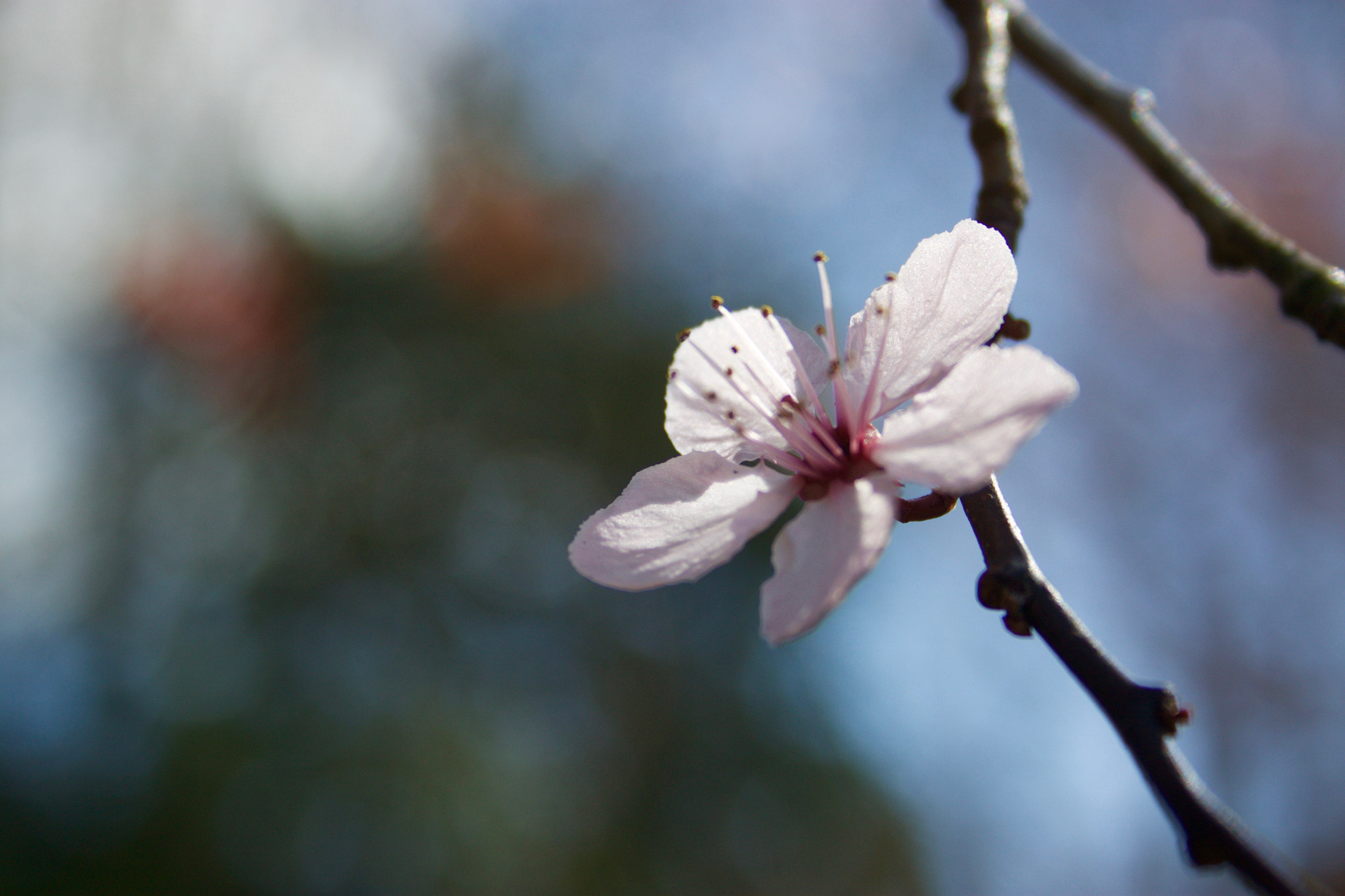 Canon EF-S 18-55mm F3.5-5.6 sample photo. Blossom photography