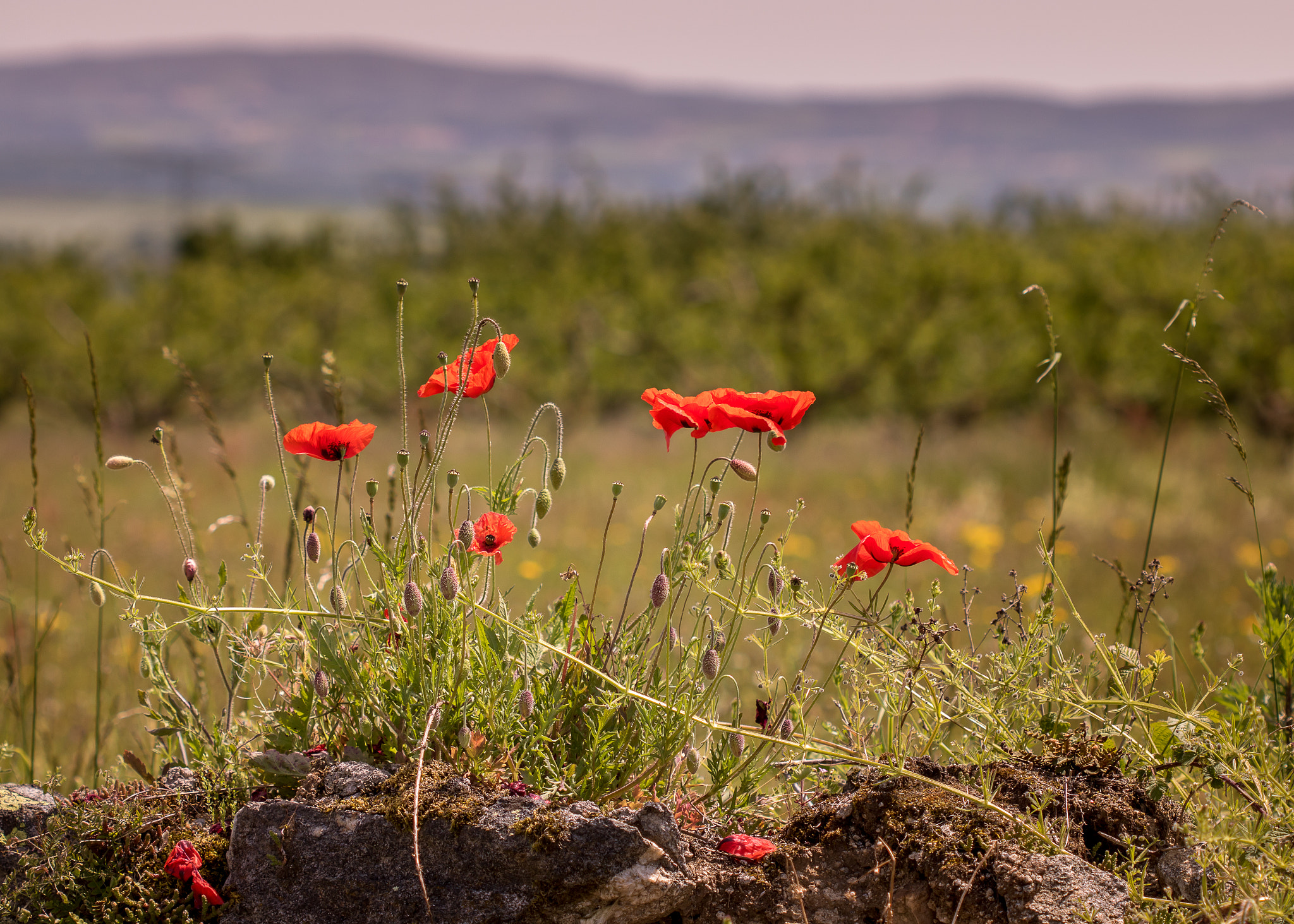Canon EF 100mm F2.8 Macro USM sample photo. Poppies photography