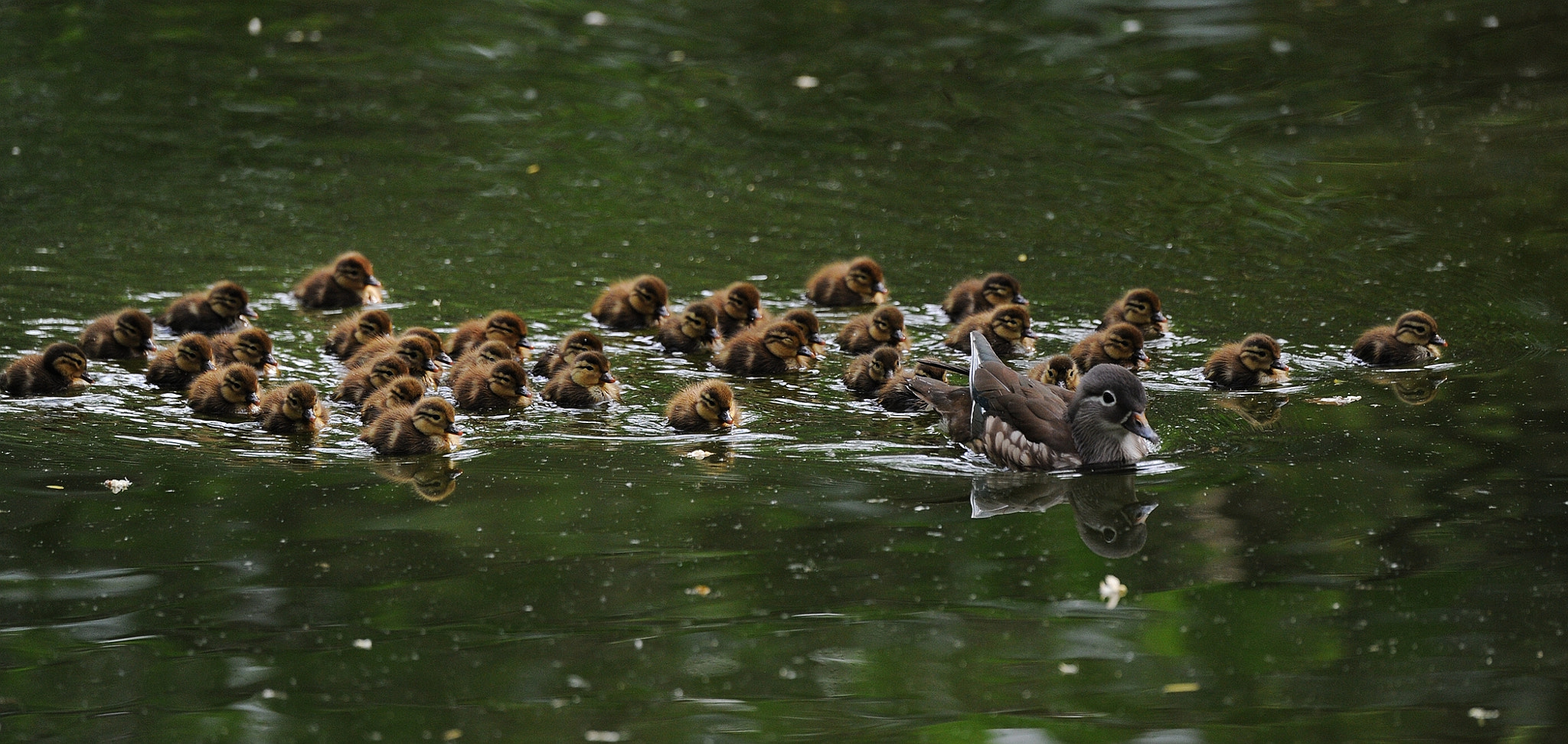Nikon D3S sample photo. Mandarin duck mother and her child photography