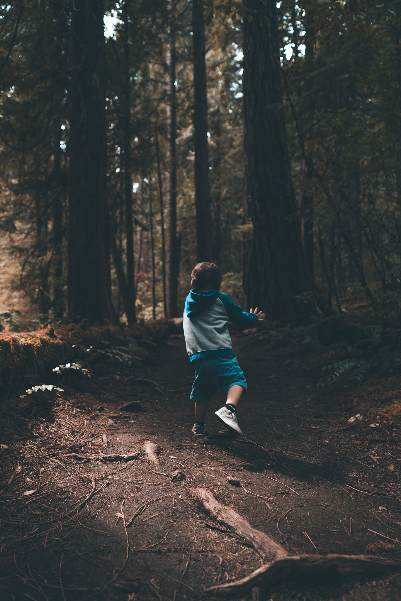 Sony a7S II + Sony FE 28mm F2 sample photo. Hike to toketee photography