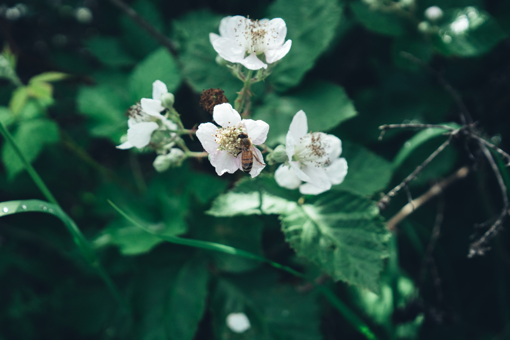 Sony FE 28mm F2 sample photo. Bee and the flower photography