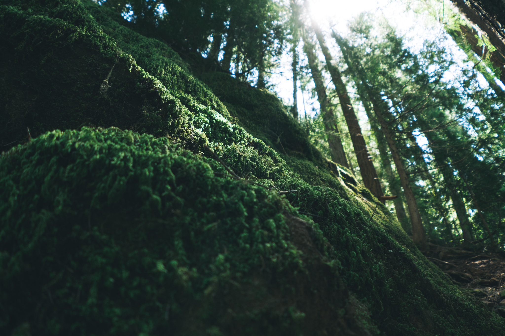 Sony FE 28mm F2 sample photo. Grotto falls photography