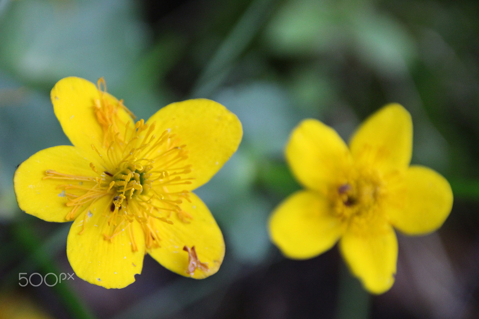 Canon EF 75-300mm F4.0-5.6 IS USM sample photo. Kingcup photography