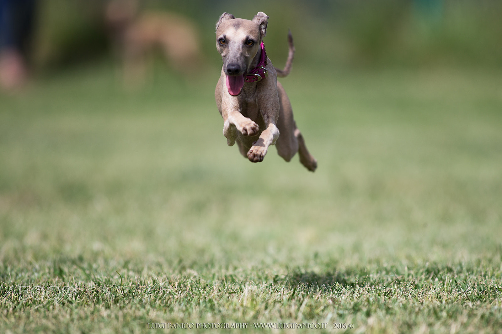 Canon EOS-1D X + Canon EF 300mm f/2.8L sample photo. Eva flies photography