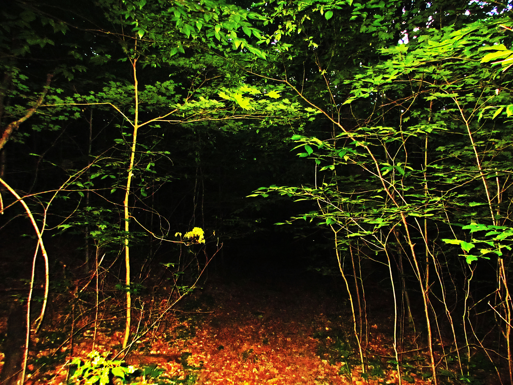 Canon PowerShot ELPH 350 HS (IXUS 275 HS / IXY 640) sample photo. The woods photography