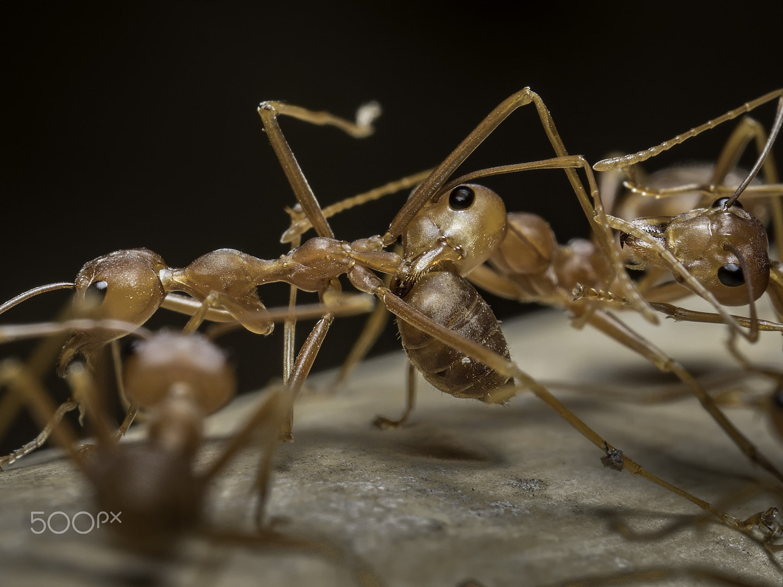 Panasonic Leica DG Macro-Elmarit 45mm F2.8 ASPH OIS sample photo. Ant bite photography