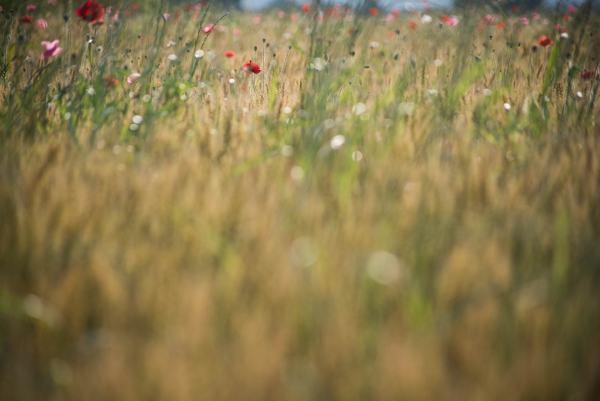 Sigma 70-300mm F4-5.6 APO DG Macro sample photo. Wheat field photography