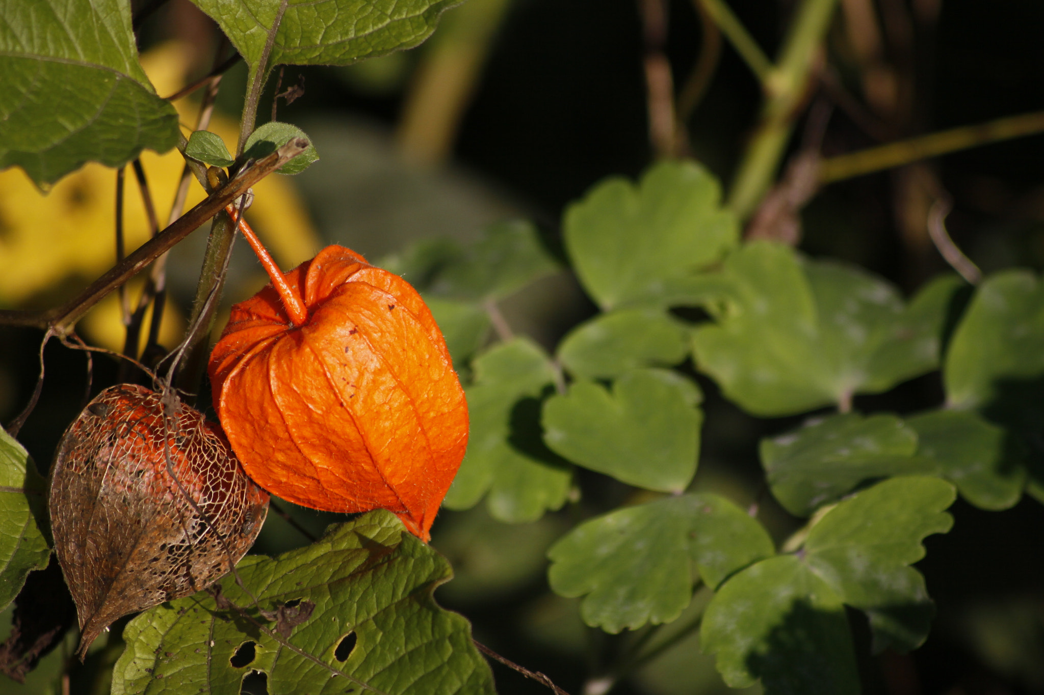 Sigma 70-300mm F4-5.6 APO DG Macro sample photo. Seed capsule photography