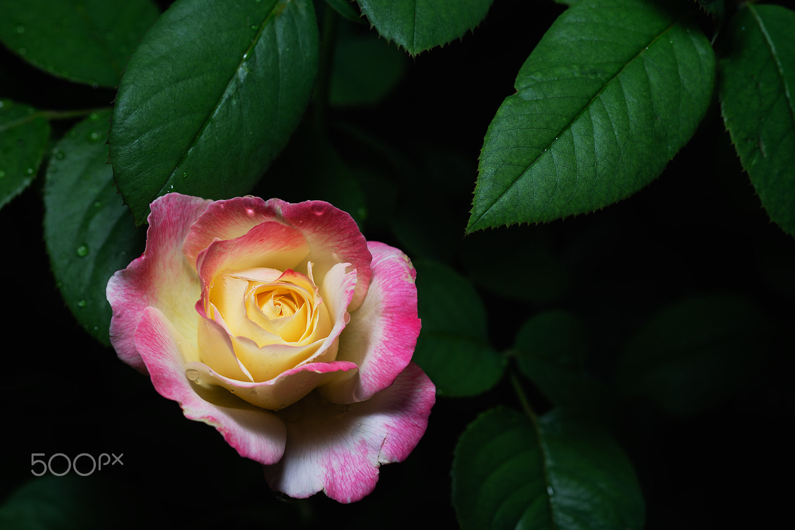 Sony a99 II + Sony 100mm F2.8 Macro sample photo. Double delight rose photography