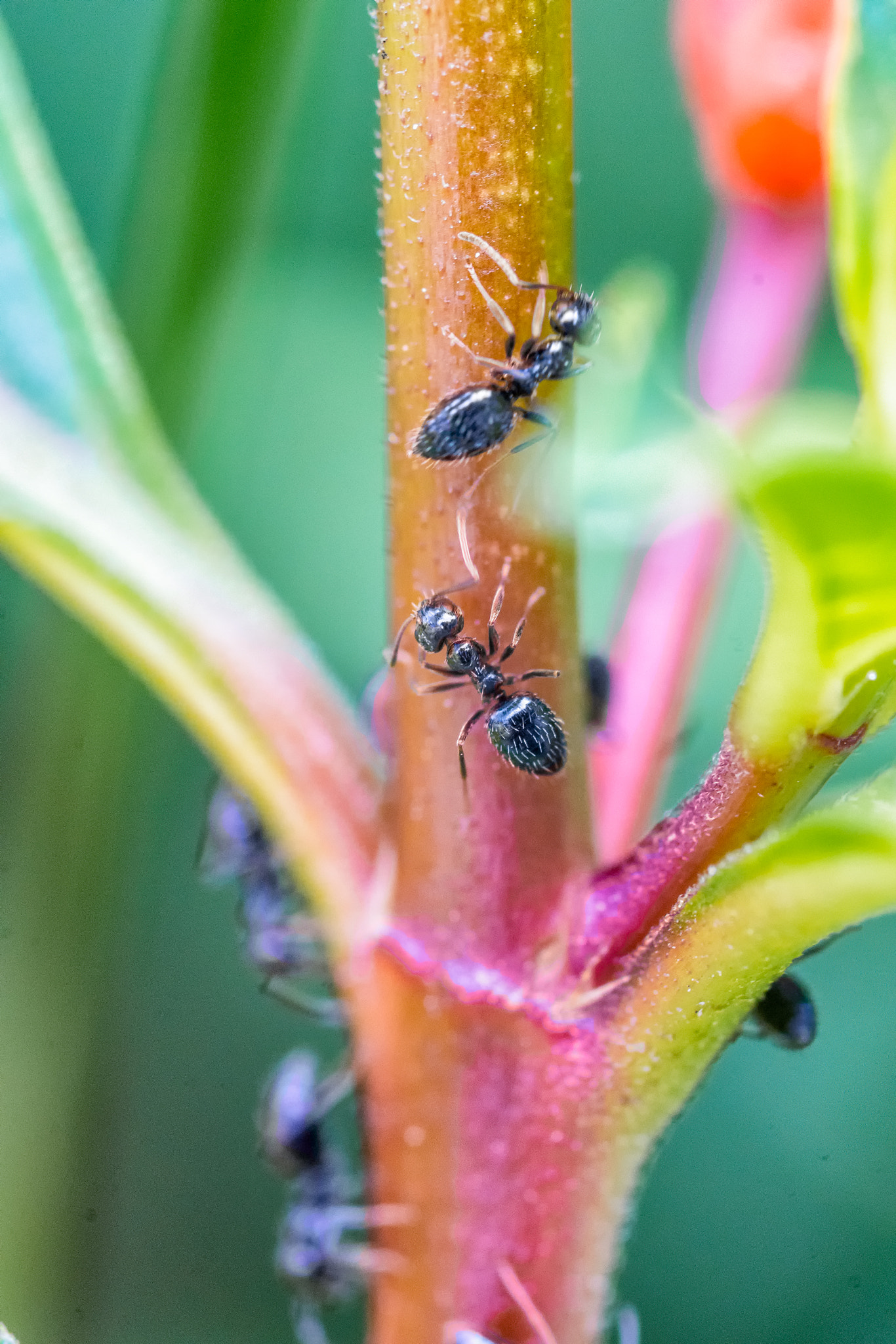 Sony a7R II + Tamron SP AF 90mm F2.8 Di Macro sample photo. Ants on a plant photography
