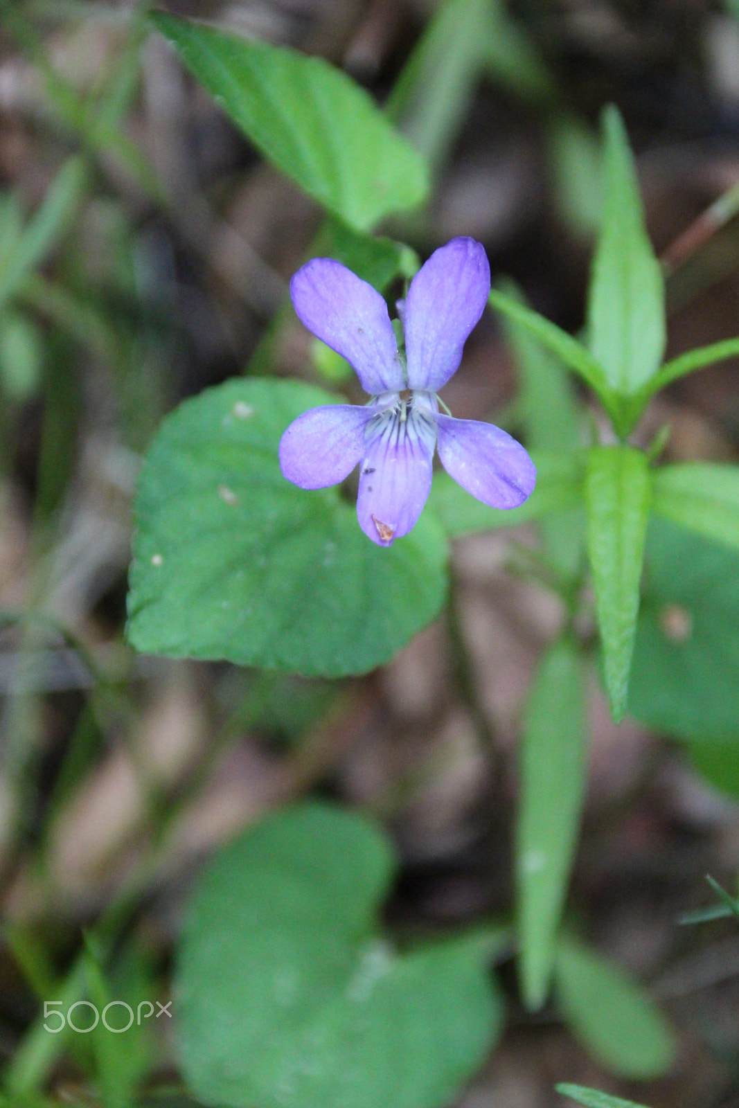 Canon EF 75-300mm F4.0-5.6 IS USM sample photo. Dog violet photography