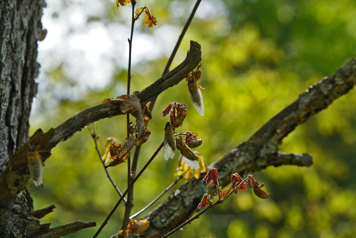 Sony a7R II sample photo. Cicada reunion photography