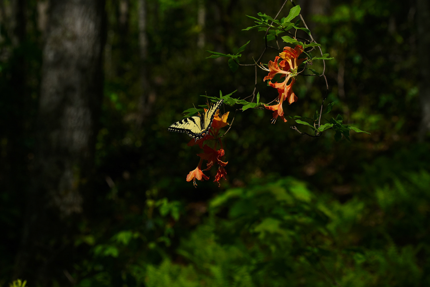 100mm F2.8 SSM sample photo. Light in the dark woods photography