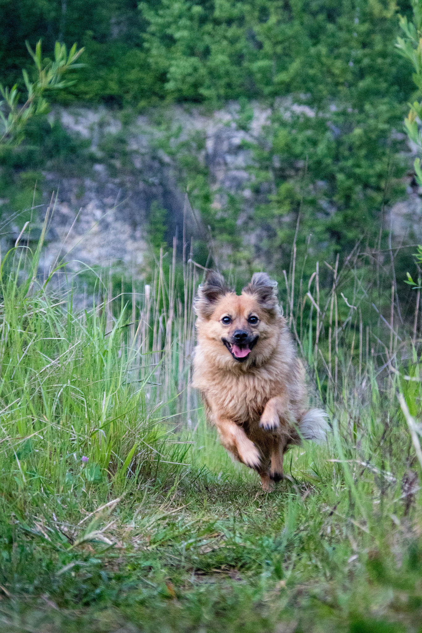 Pentax K-S1 + Pentax smc DA 50-200mm F4-5.6 ED sample photo. The prettiest runner photography