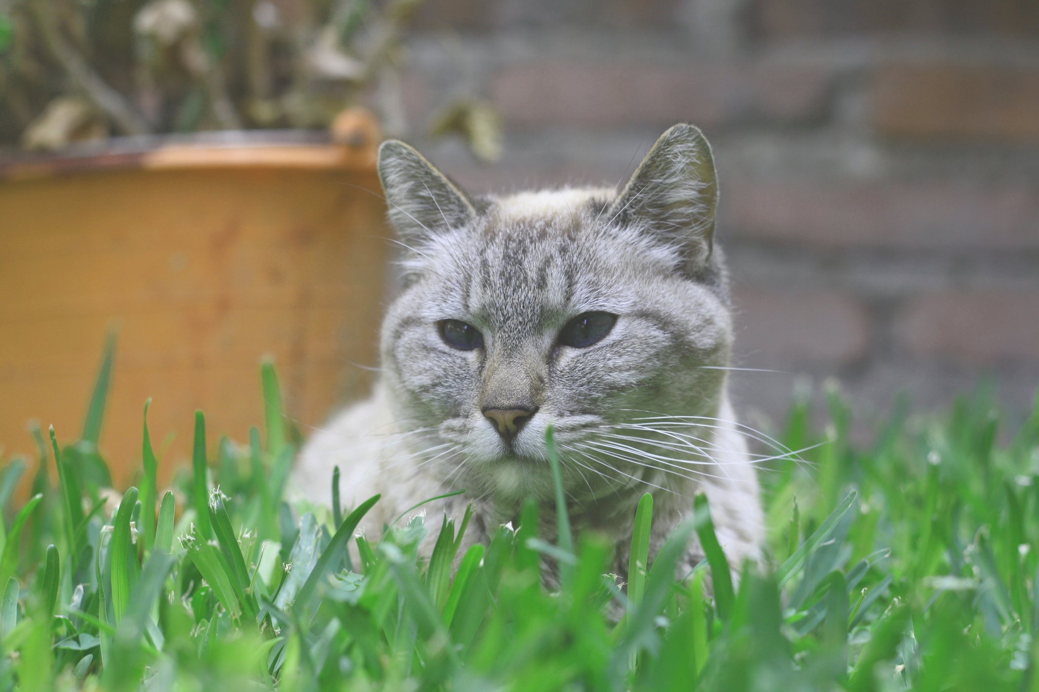 Canon EOS 1000D (EOS Digital Rebel XS / EOS Kiss F) + Canon EF 50mm F1.8 II sample photo. Cat in the garden photography