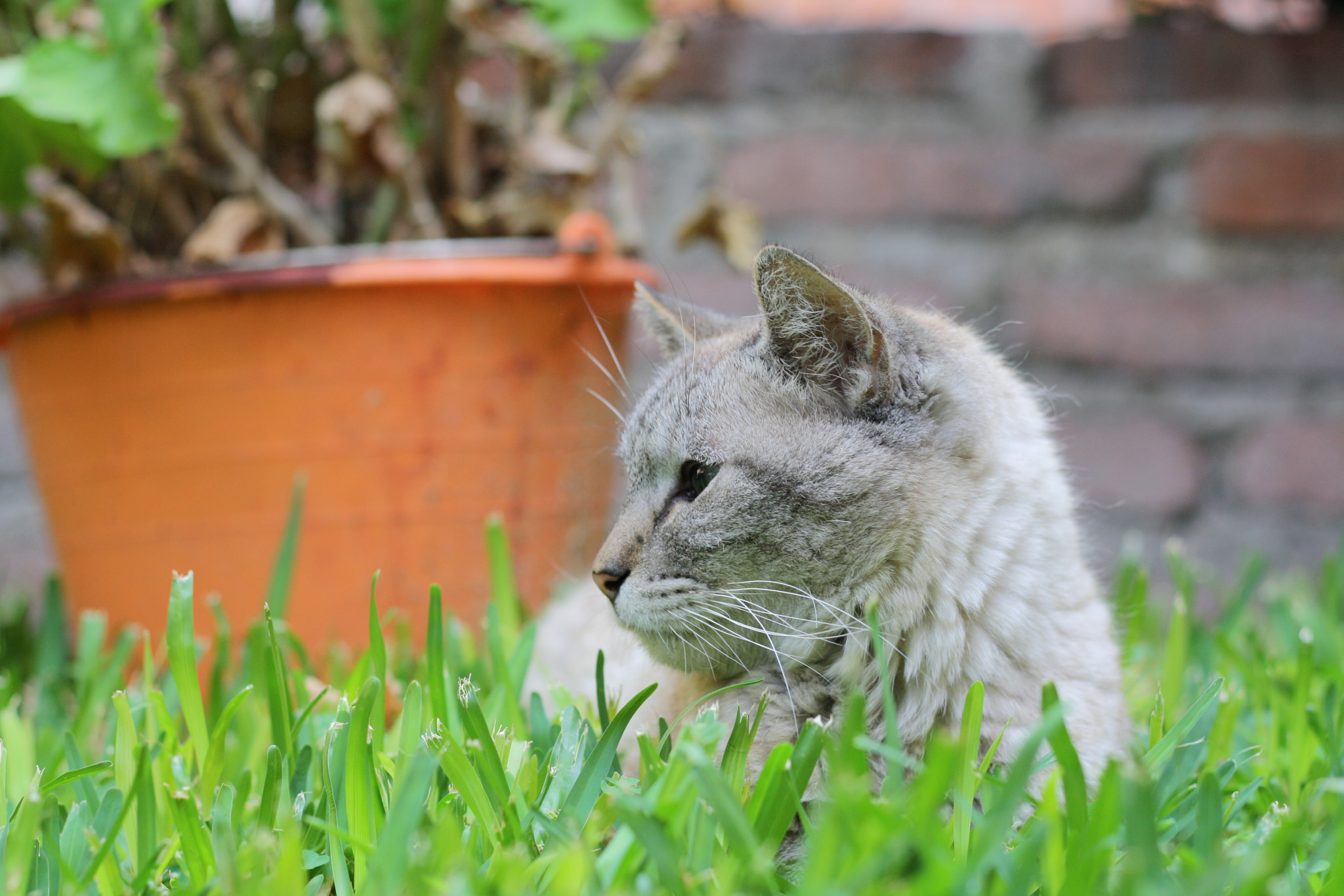 Canon EOS 1000D (EOS Digital Rebel XS / EOS Kiss F) + Canon EF 50mm F1.8 II sample photo. Cat in the garden photography