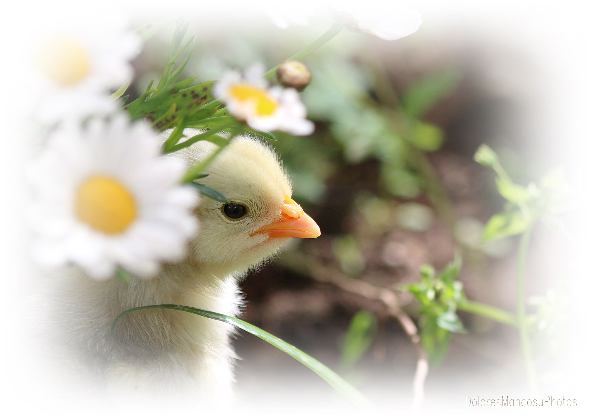 Canon EF 70-300mm F4-5.6 IS USM sample photo. Free chick photography