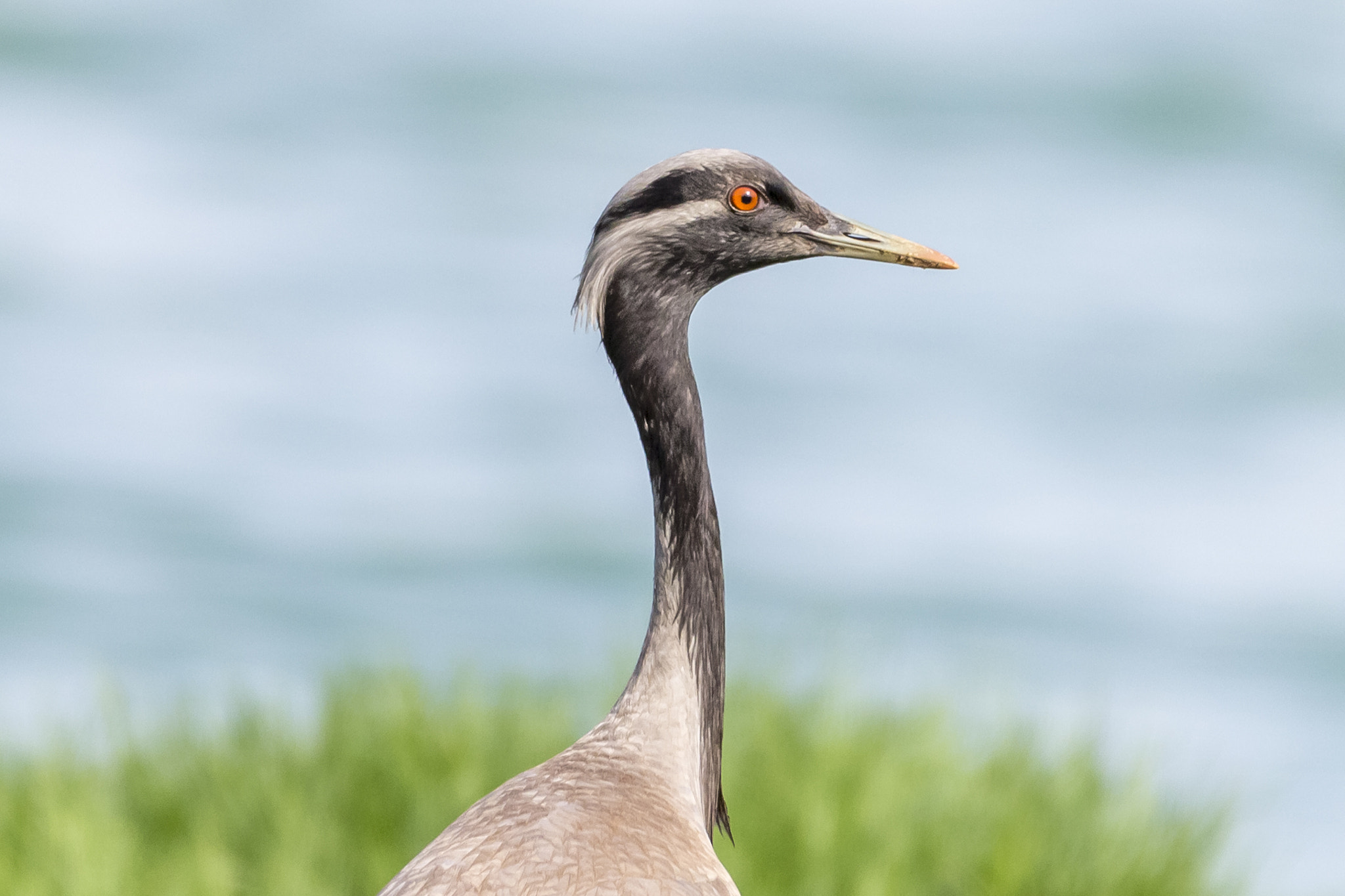 Sigma 150-600mm F5-6.3 DG OS HSM | C sample photo. Demoiselle crane photography