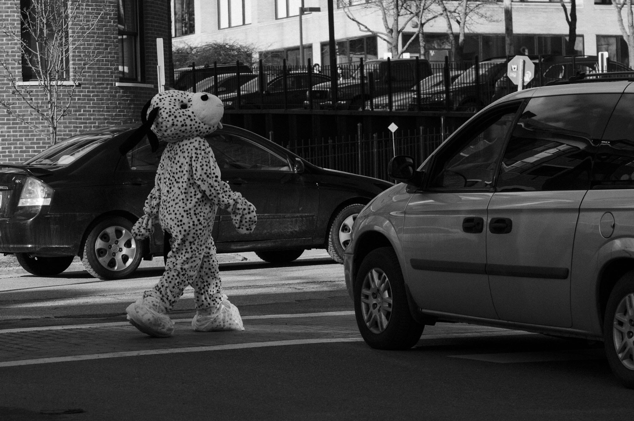 Nikon D2X sample photo. Street dog photography