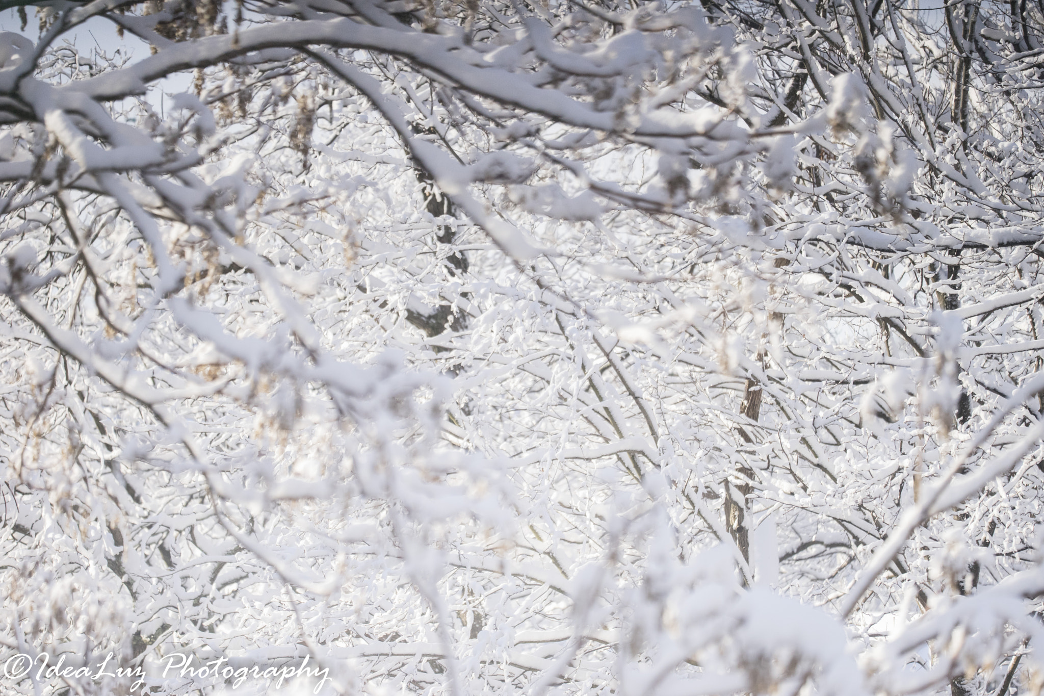 150mm F2.8 sample photo. White forest photography