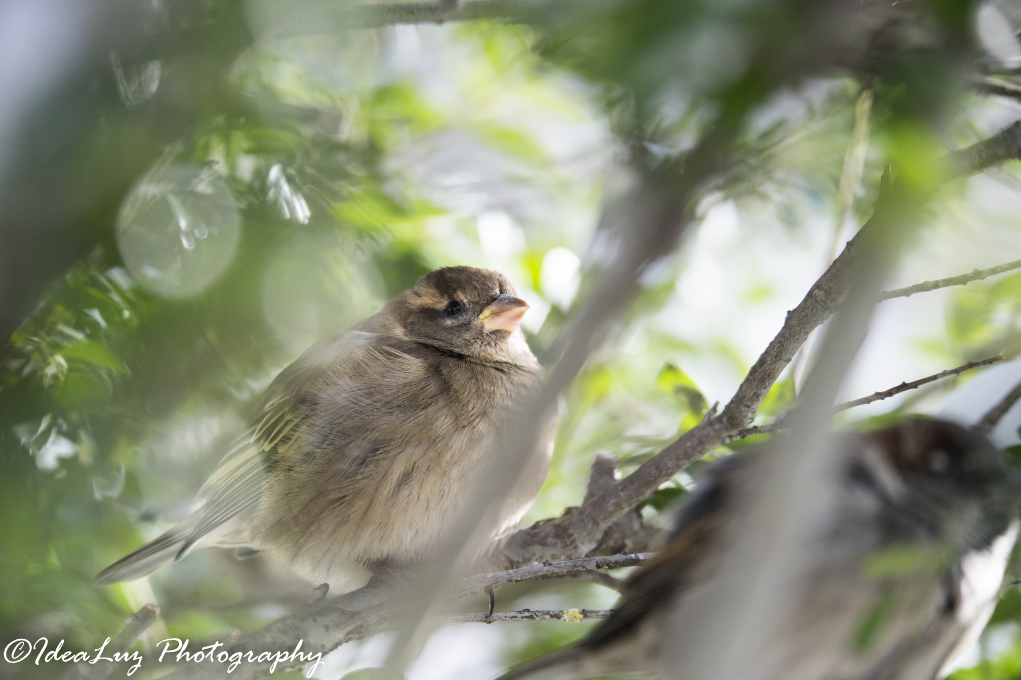 150mm F2.8 sample photo. Warming up photography
