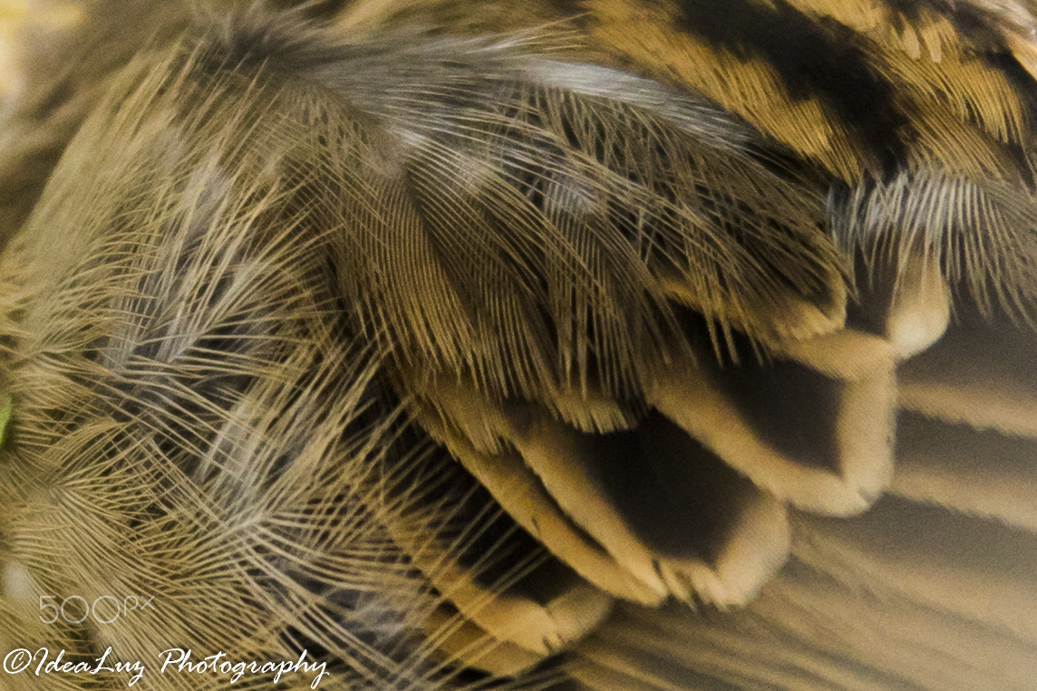 150mm F2.8 sample photo. Feathered photography
