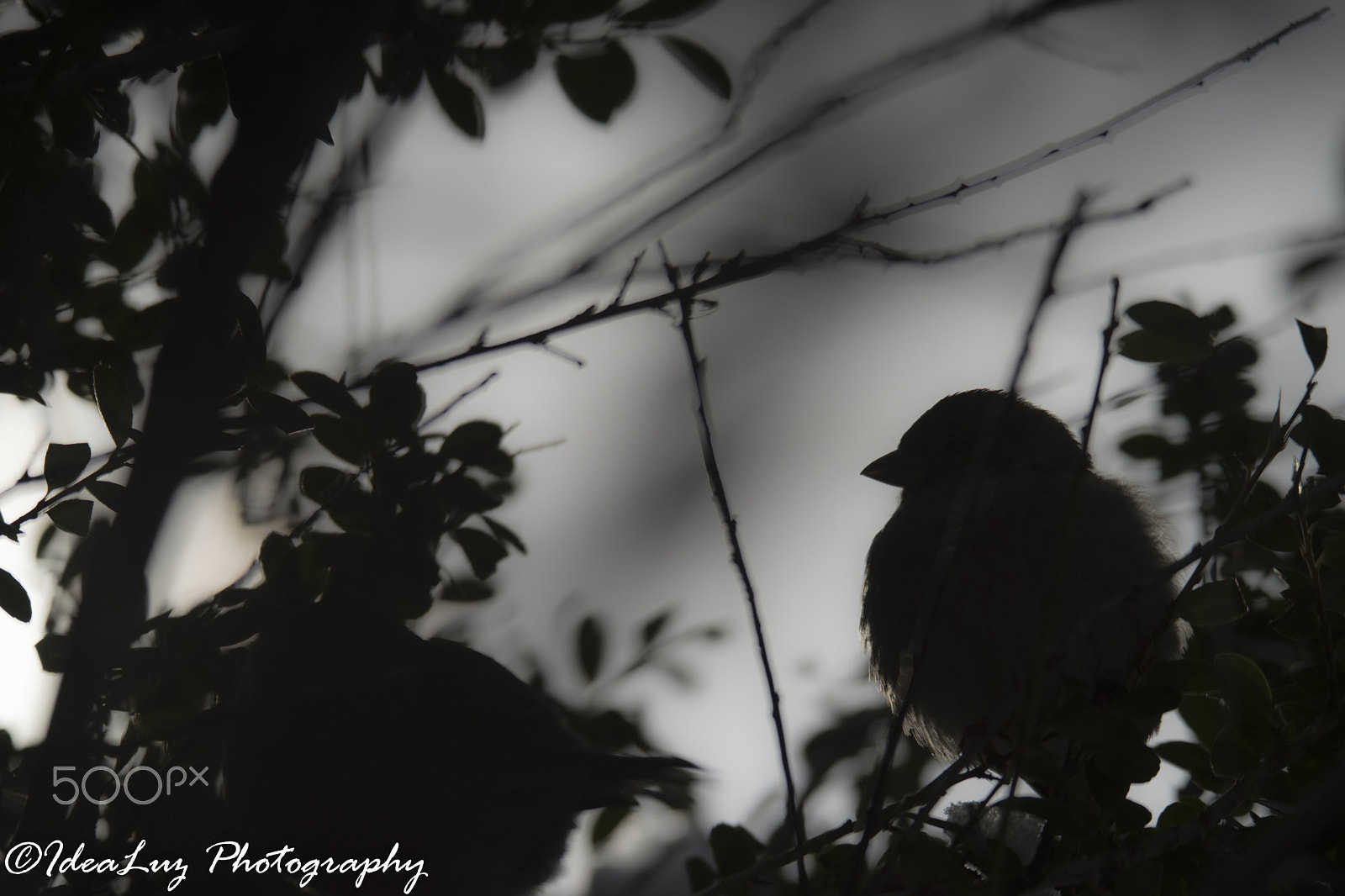 150mm F2.8 sample photo. Another dawn photography
