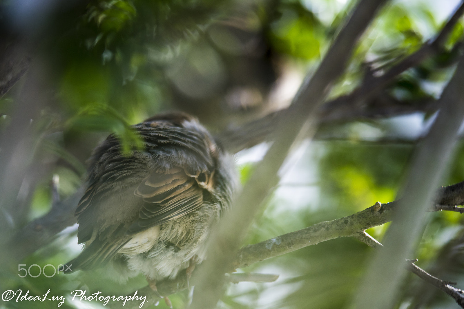 150mm F2.8 sample photo. Grumpy bird photography