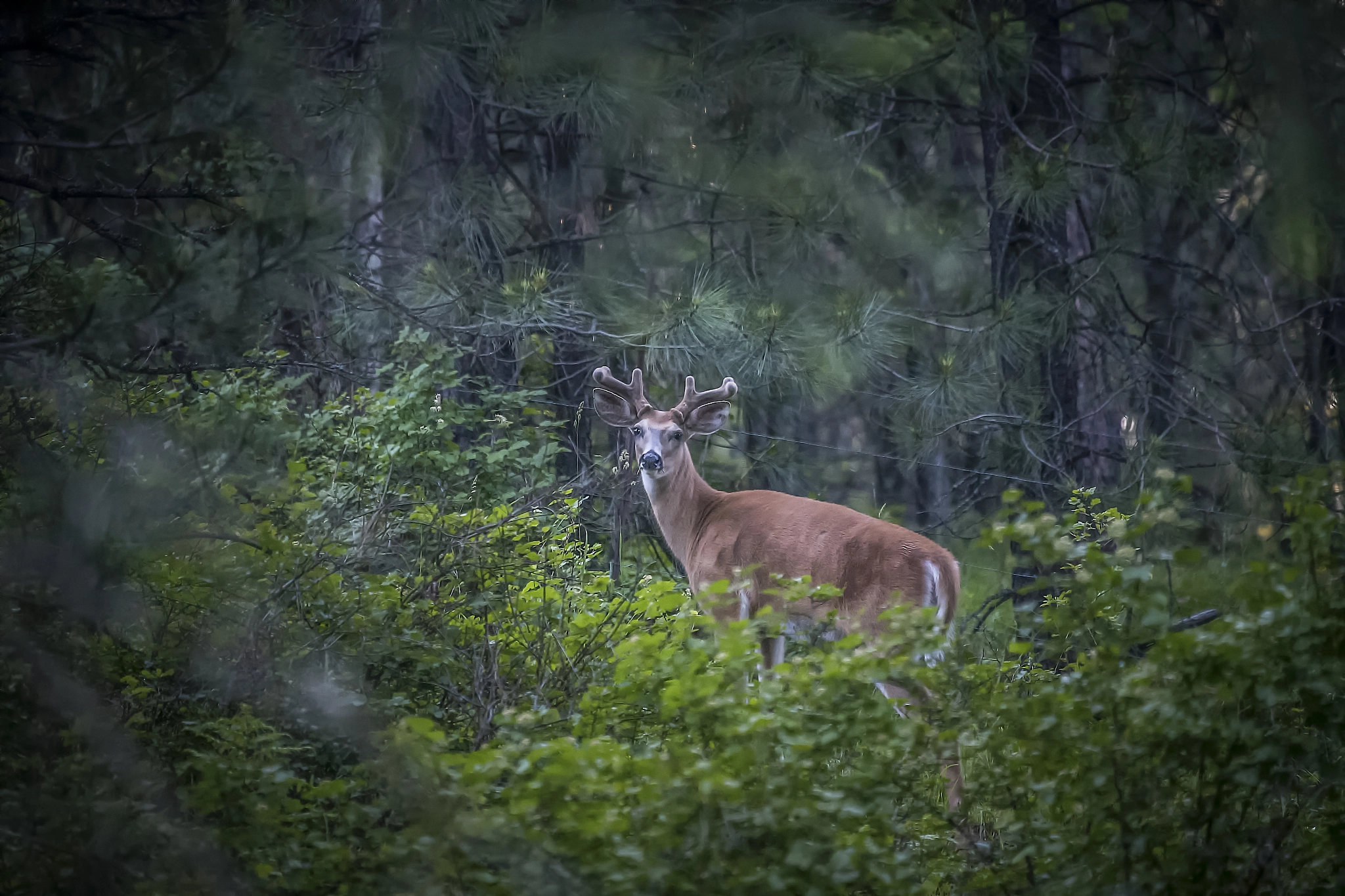 Canon EF 100-400mm F4.5-5.6L IS USM sample photo. Bucky photography