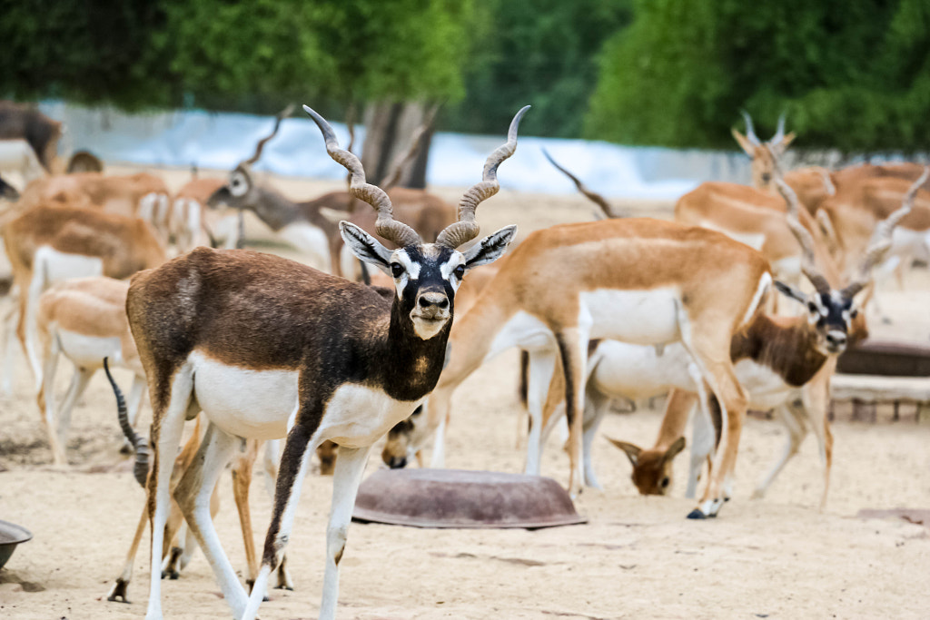Lal Suhanra National Park, Bahawalpur, Pakistan by Abrar Sharif on 500px.com